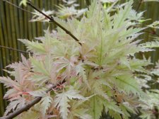 Apalm Murakumo leaves1 - May1.jpg