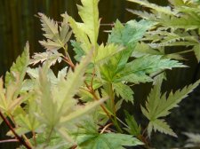 Apalm Murakumo leaves2 - May1.jpg