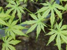 Apalm Shigi no hoshi leaves - Apr10.jpg