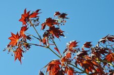 5_13 Garden 05.jpg