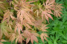 5_24 Garden 008.jpg