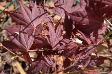 5_19 Garden 008.jpg