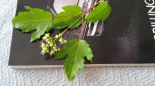 mystery maple.jpg