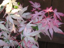 IMG_3682.jpg