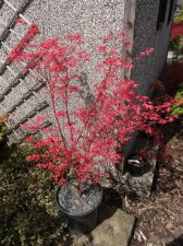 Acer Trees 011.jpg