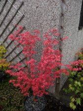 Acer Trees 005.jpg