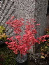 Acer Trees 007.jpg