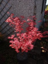 Acer Trees 003.jpg