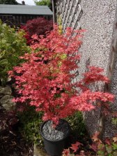 Acer Trees 001.jpg
