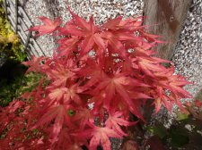 Acer Trees 006.jpg