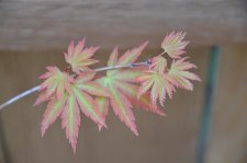 DSC_3329.jpg