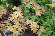 6_4 Garden 044.jpg
