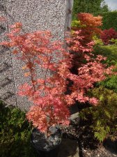Acer Trees 006.jpg
