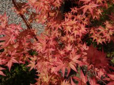 Acer Trees 005.jpg