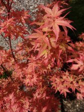 Acer Trees 004.jpg