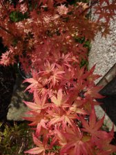 Acer Trees 003.jpg
