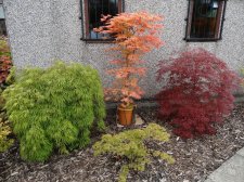 Acer Trees 008.jpg