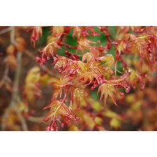 Hillier Gardens Corallinum spring.JPG