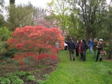 IMG_4500_Acer_palmatum_Corallinum_Sir_Harold_Hillier_Gardens.jpg