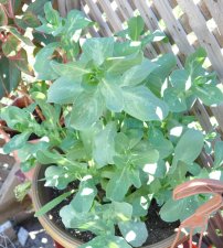 blue shrimp plant problem d.jpg
