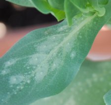 blue shrimp plant problem b.jpg