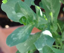 blue shrimp plant problem.jpg