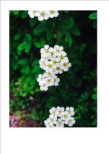 shrub.jpg