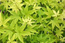 6_30 maples 005.jpg