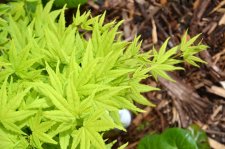 5_19 Garden 006.jpg