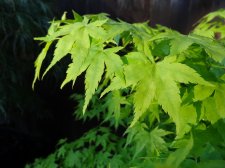Acer Trees 001.jpg