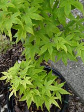 Acer Trees 016.jpg