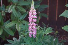 DSC04695.jpg