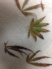 Maple 3.JPG
