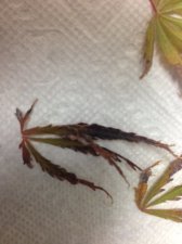 Maple 4.JPG