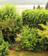 IMG_7032 cropped mediland pink rose w vine maple wildfire smoke.jpg