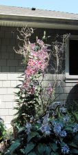 IMG_7082 cropped stargazer with curly willow large pot in garden.jpg
