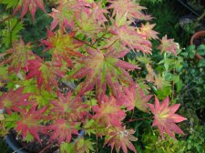 acer-div-shirasawanum-autumn-moon_150909a.jpg
