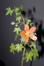 IMG_2031.jpg