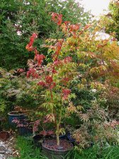 acer-div-beni-hagoromo_150911b.jpg