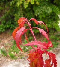 acer-div-beni-hagoromo_150911a.jpg