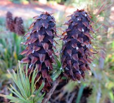 LARIX  XXX 08-10-2015 14-46-12.JPG