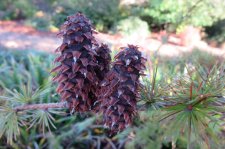LARIX  XXX 08-10-2015 14-46-21.JPG