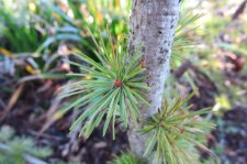 LARIX  XXX 08-10-2015 14-46-32.JPG
