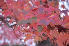 151020_57432_resize.JPG
