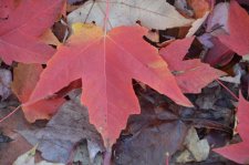 151020_57407_resize.JPG