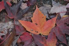 151020_57418_resize.JPG