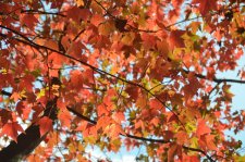 151020_57480_resize.JPG