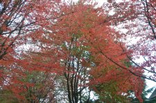 151020_57406_resize.JPG