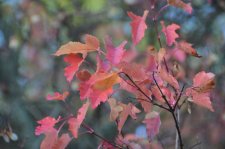 151013_55770_resize.JPG