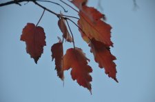 151013_55771_resize.JPG